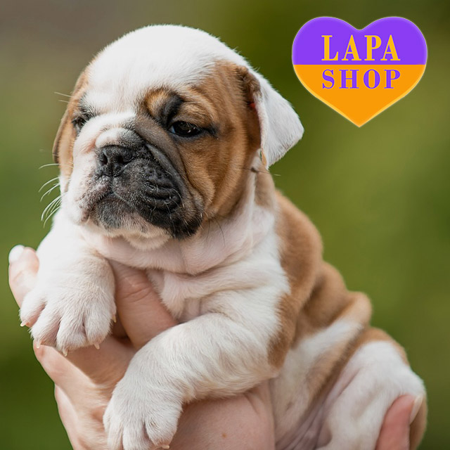 𝐊𝐨𝐫𝐛𝐚𝐧-𝐃𝐚𝐥𝐥𝐚𝐬-02