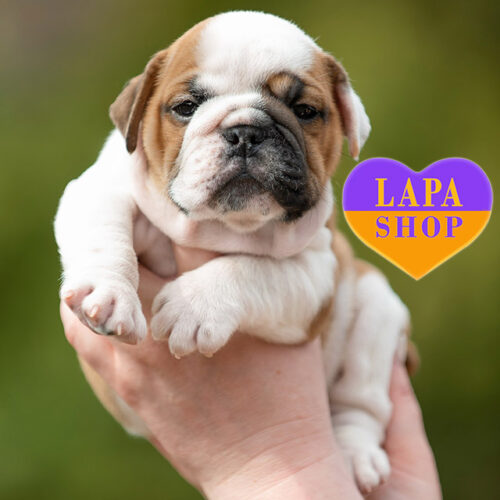 Бело-рыжий красавец породы английский бульдог Korban Dallas