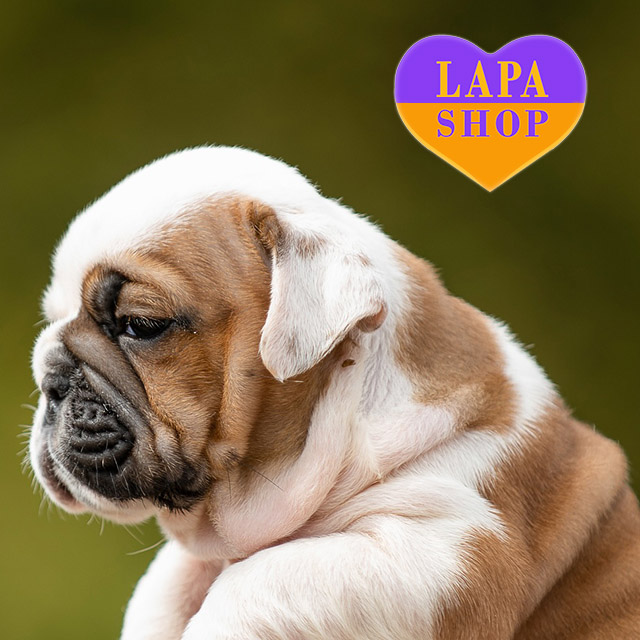 𝐊𝐨𝐫𝐛𝐚𝐧-𝐃𝐚𝐥𝐥𝐚𝐬-04