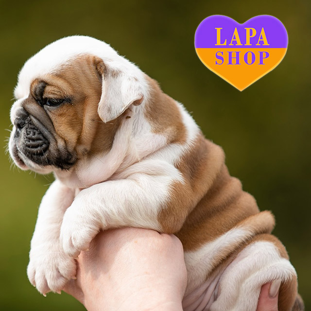 𝐊𝐨𝐫𝐛𝐚𝐧-𝐃𝐚𝐥𝐥𝐚𝐬-05