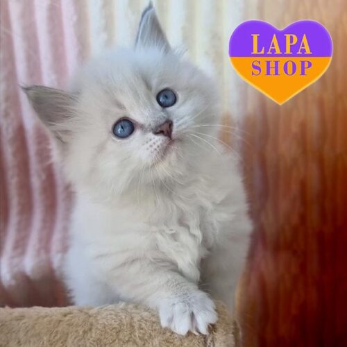 Magnus is a Charming Neva Masquerade Kitten