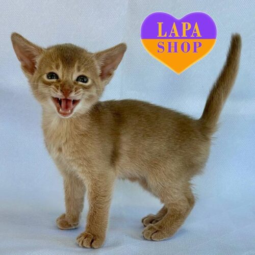 Violet — абиссинская красавица нежного окраса фавн