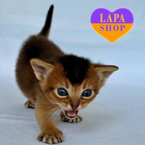 Zephyr — абиссинский красавчик дикого окраса. Открыт резерв!