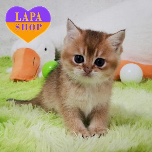 Гарний шотландський короткошерстий котик Адам