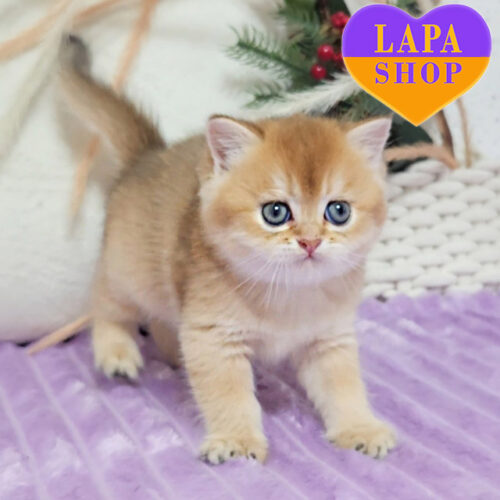 Адріан —  шотландський джентльмен золотистого забарвлення