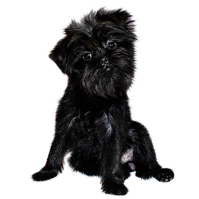 Affenpinscher