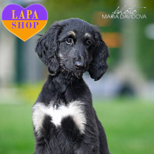 Чарівний хлопчик породи афганський хорт