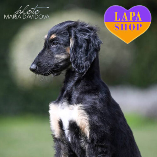 Красуня породи афганський хорт триколорного забарвлення