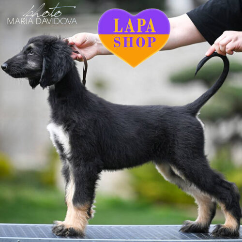 Триколорна леді породи афганський хорт