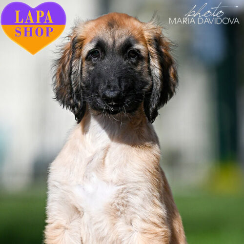 Елегантний джентельмен породи афганський хорт