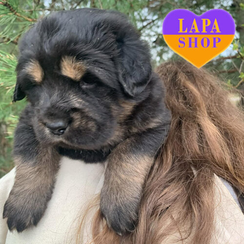 Элегантная леди породы тибетский мастиф Afina