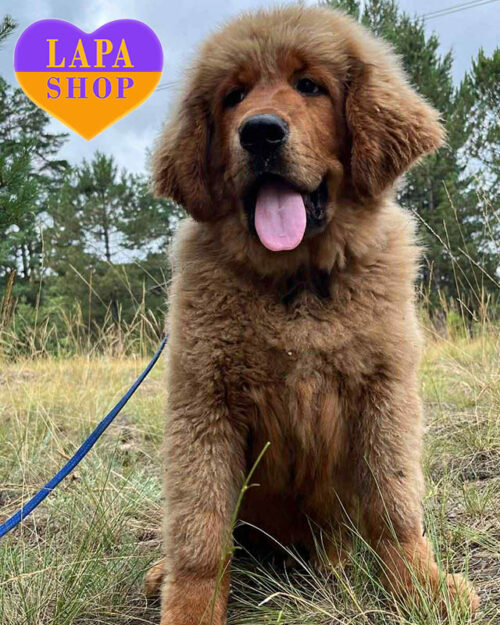 рудий тибетський мастиф