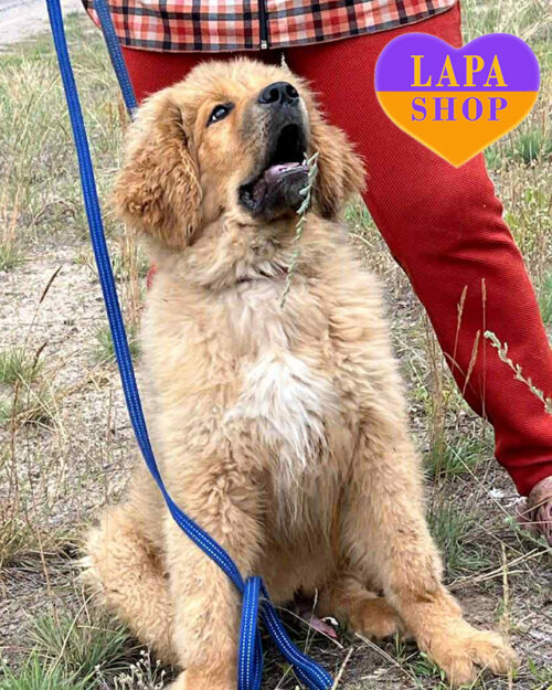 рудий тибетський мастиф