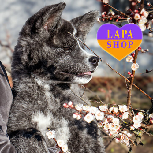 Милая девочка породы акита-ину тигрового окраса