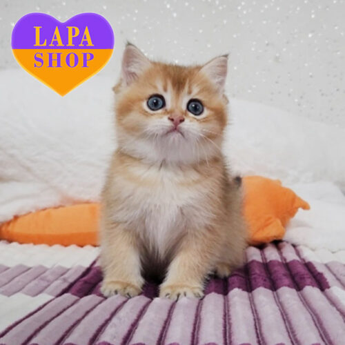 Граційна шотландська красуня Аліса чекає на свою родину