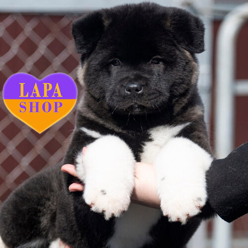 Чарівна дівчинка породи американська акіта чорно-білого забарвлення