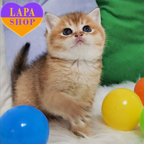 Аміна —  велична шотландська кішечка золотистого забарвлення