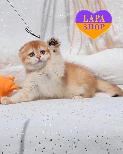 золота висловуха шотландка