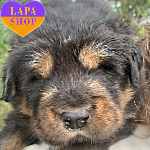 Очаровательный мальчик породы тибетский мастиф Artag