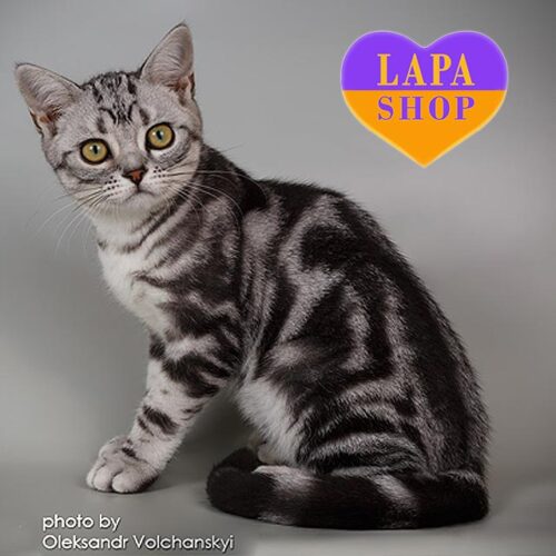 Очаровательный американский короткошерстный котенок с эффектным серебристым окрасом