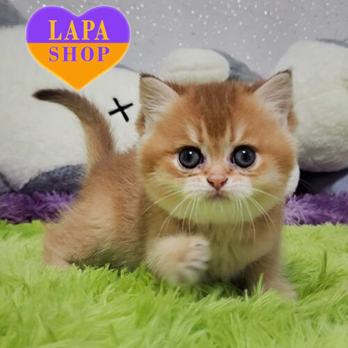 Справжня шотландська прямовуха леді Асоль