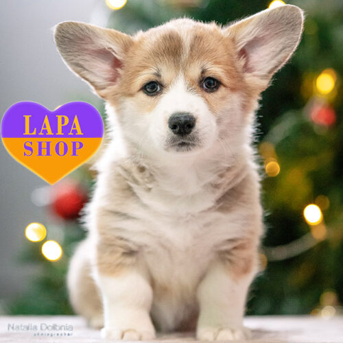 Красавица породы корги пемброк Aurele Chandon рыже-белой окраски