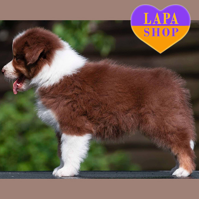 Australian-Shepherd-01