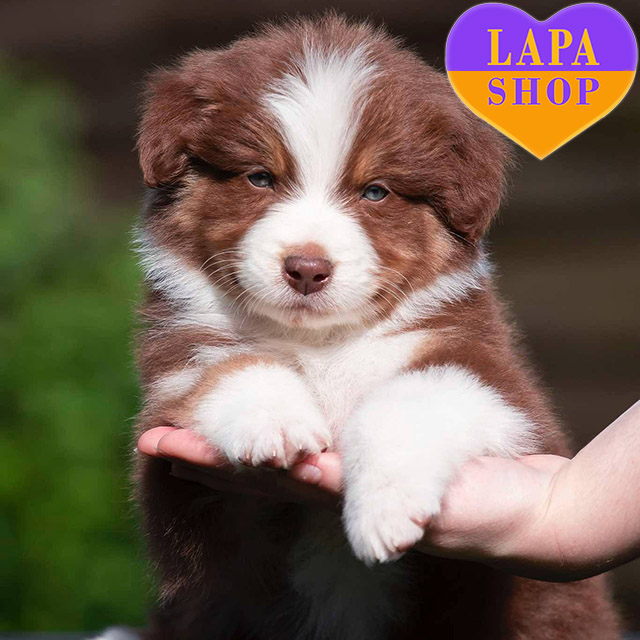 Australian-Shepherd-02