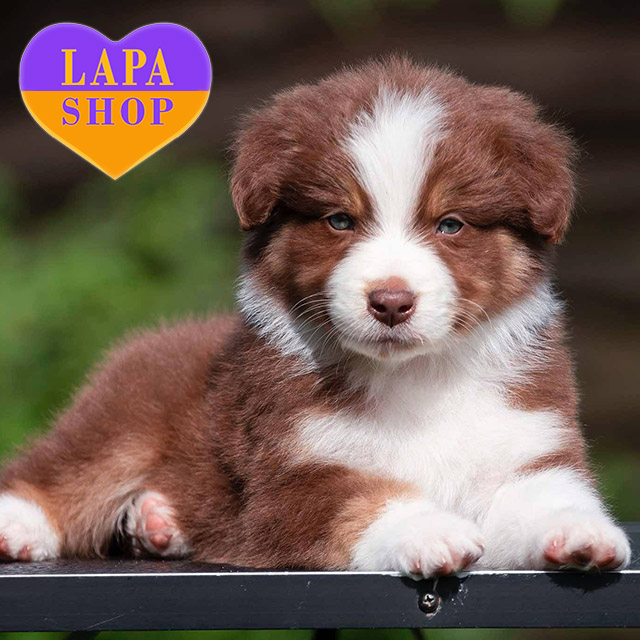 Australian-Shepherd-03