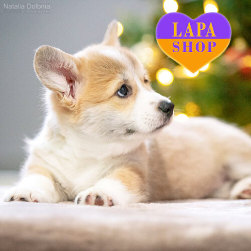 Рыже-белая леди породы вельш корги пемброк Azelie Ember