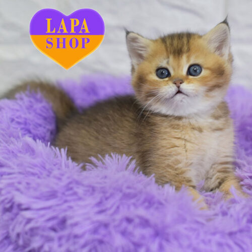 Barni — British Gentleman With a Golden Coat