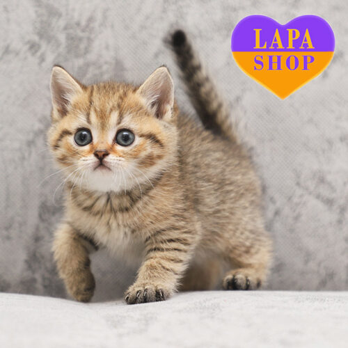 Бекки — шотландский милый котик ждет своей семьи