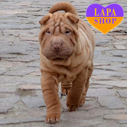 Леди Belle породы шарпей абрикосового окраса