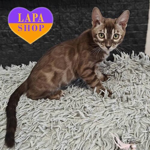 Бенгальская красавица в роскошной шубке Adelia