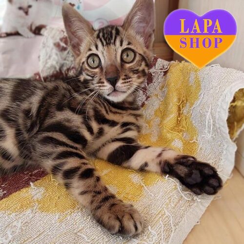 Amanda — очаровательная бенгальская кошечка