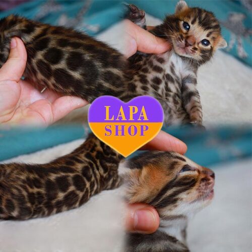 Милый бенгальский котенок элегантного окраса. Открыт резерв!