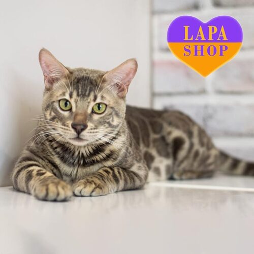 Луі — бенгальский красунчик з розкішними зеленими оченятами