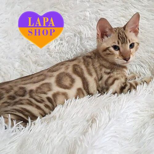 Омар — бенгальський красунчик снігового забарвлення