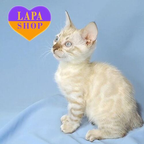 Мила бенгальська кішечка Riana ефектного снігового забарвлення