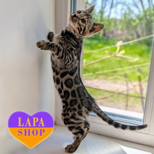 Roxie — розкішна бенгальська красуня