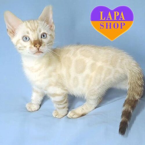 Чарівне бенгальське кошеня в розкішній сніговій шубці Ryf