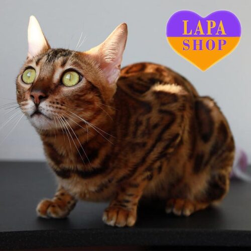 Бенгальская красавица в роскошной шубке Stefanie – ваша будущая любимица