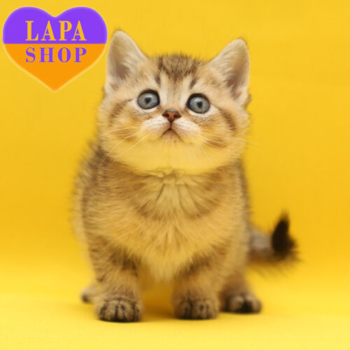 Чарівний шотландський джентельмен Бетті