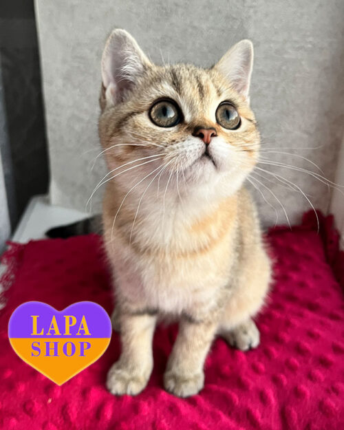 скотіш-страйт