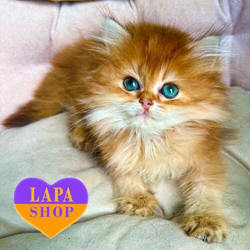 Британский длинношерстный котенок в изысканной шубке Лорд