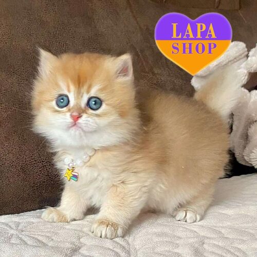 Luxurious British Longhair Handsome Kitten With a Good Breed Data — For Breeding