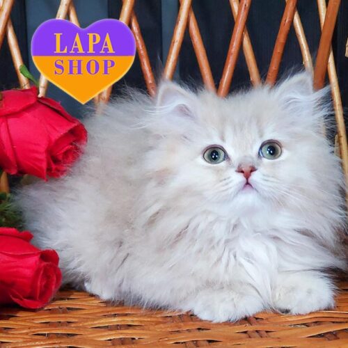 Wylie is a British Longhair Beauty in a Delicate Lilac Golden Color