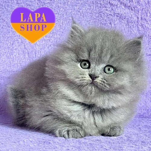 Xena — милая британская длинношерстная кошечка в голубой шубке