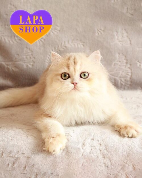 Ядвига — активная длинношерстная британская кошечка в роскошной шубке