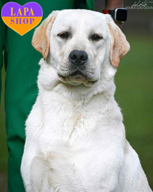 Blond — чарівний красень породи лабрадор-ретривер